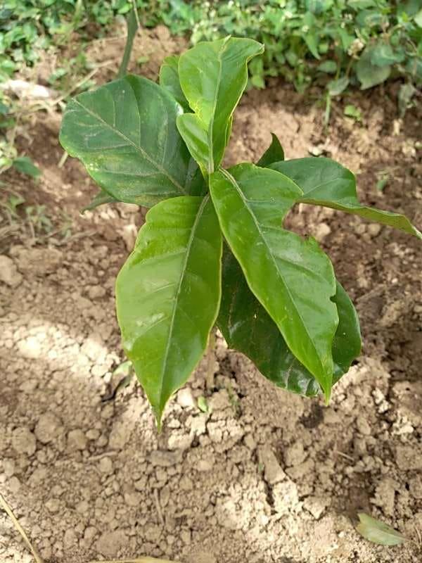 tree image