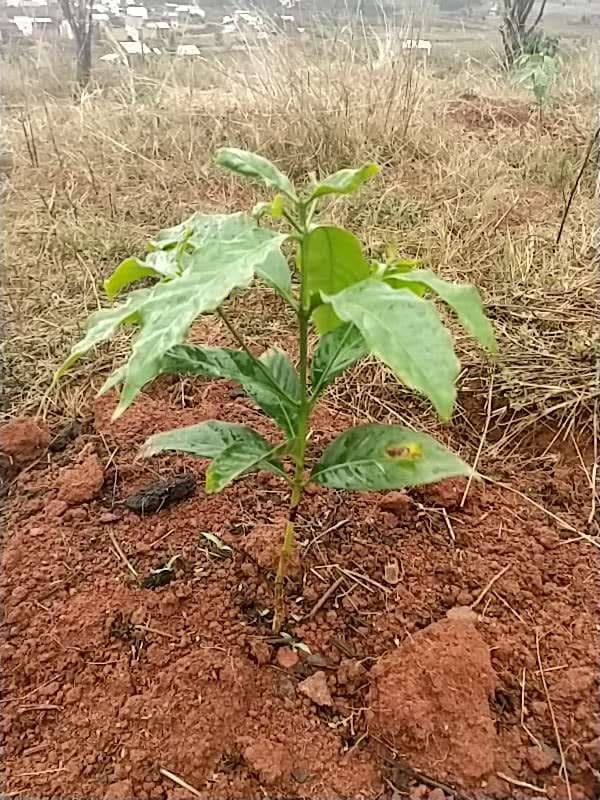 tree image