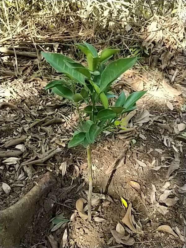 tree image