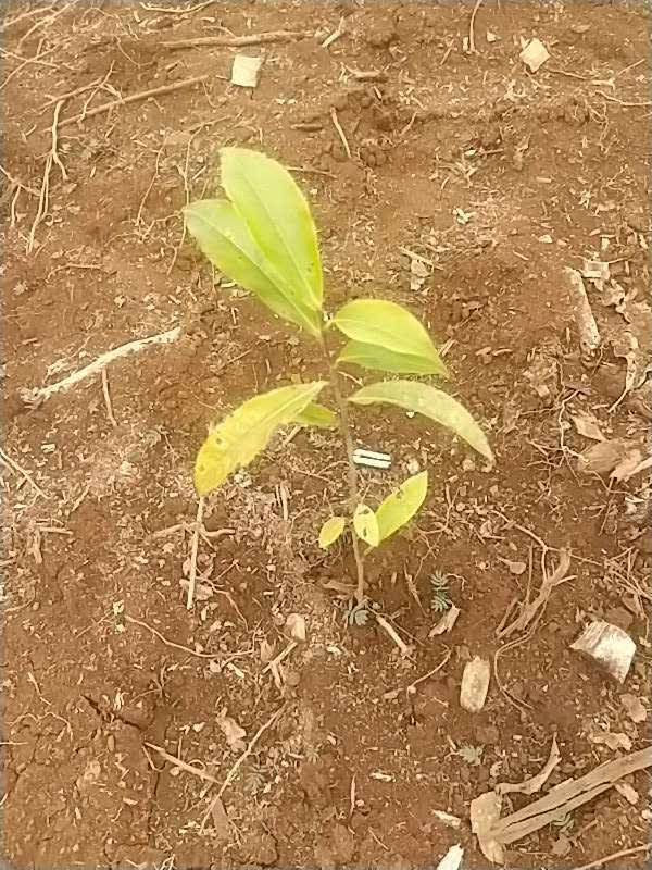 tree image
