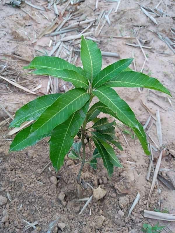tree image
