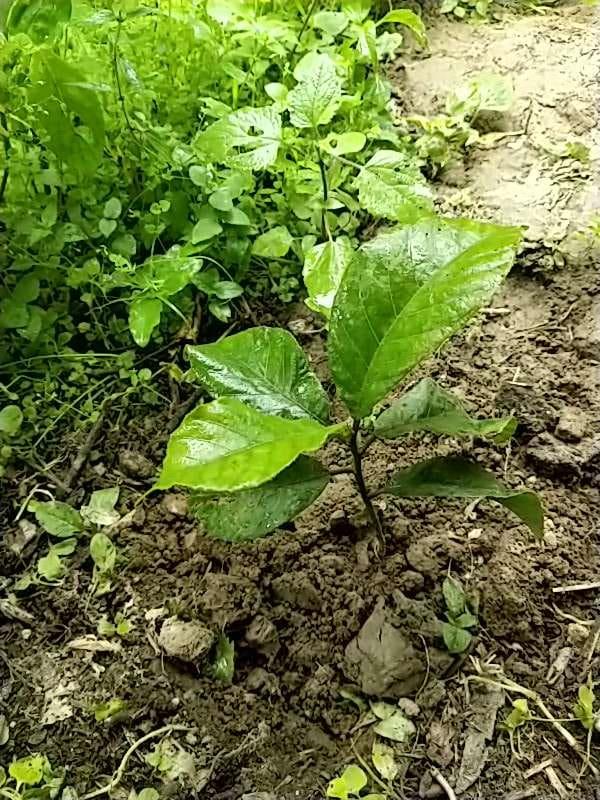tree image