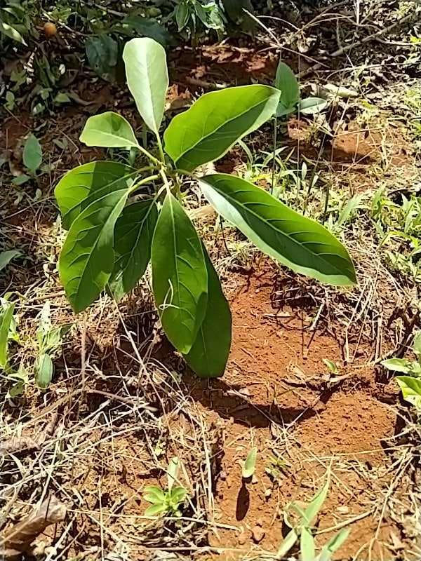 tree image