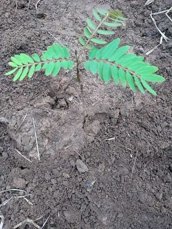 tree image