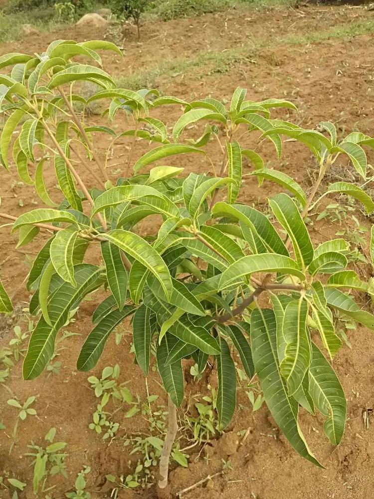 tree image
