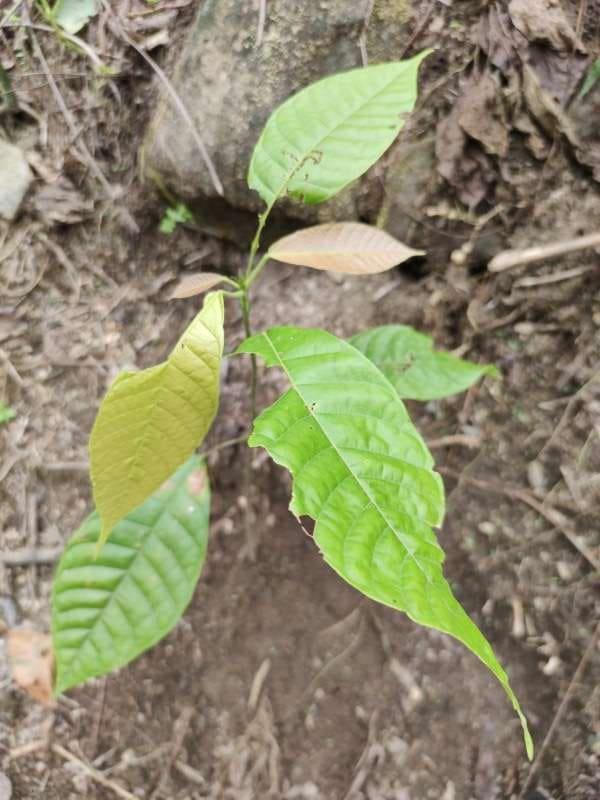 tree image