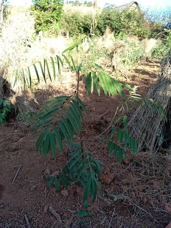 tree image