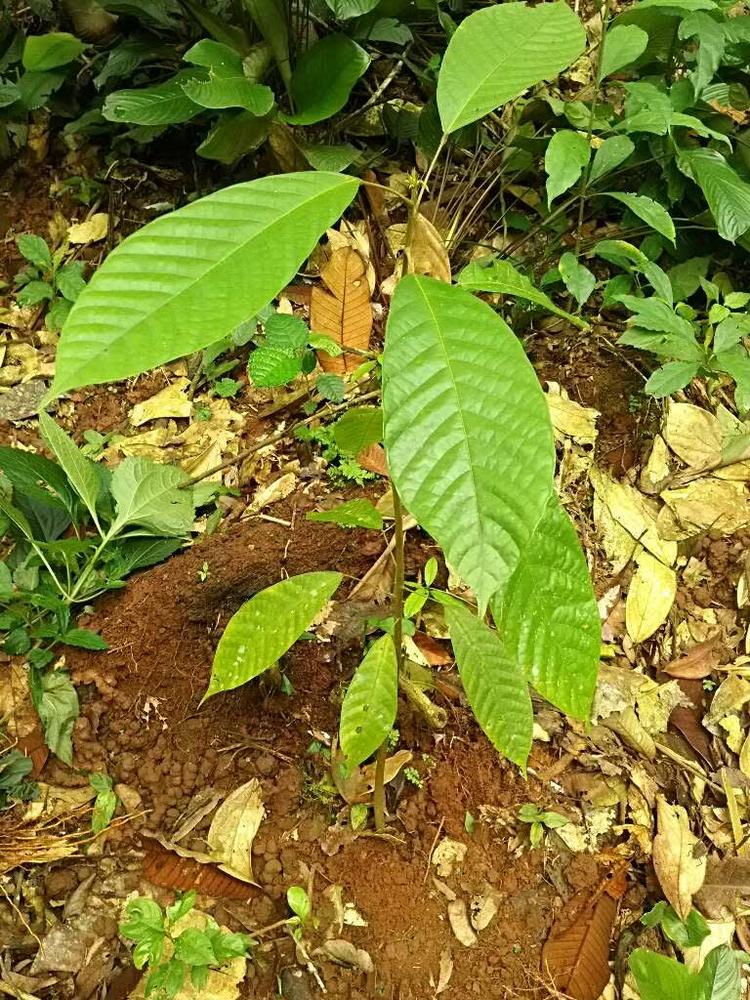tree image