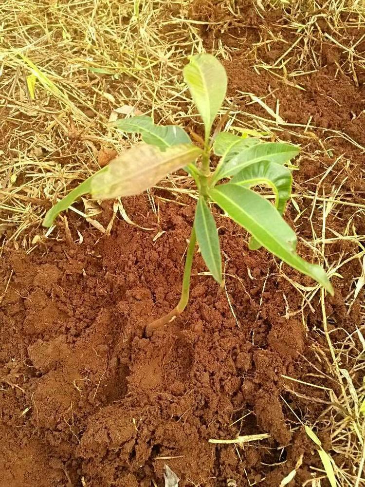 tree image