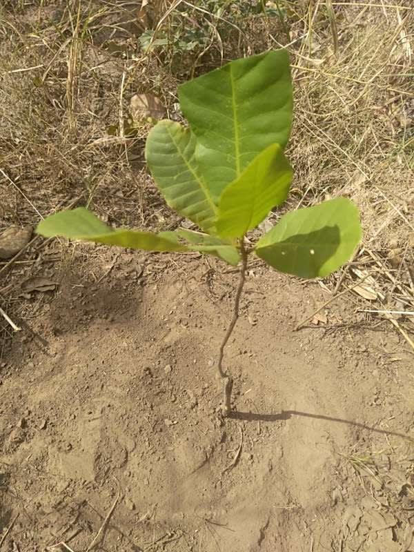 tree image