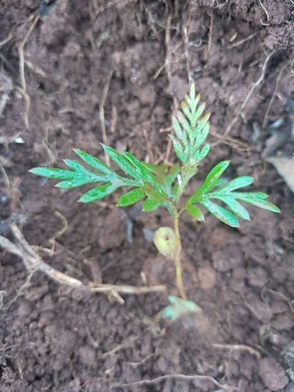 tree image