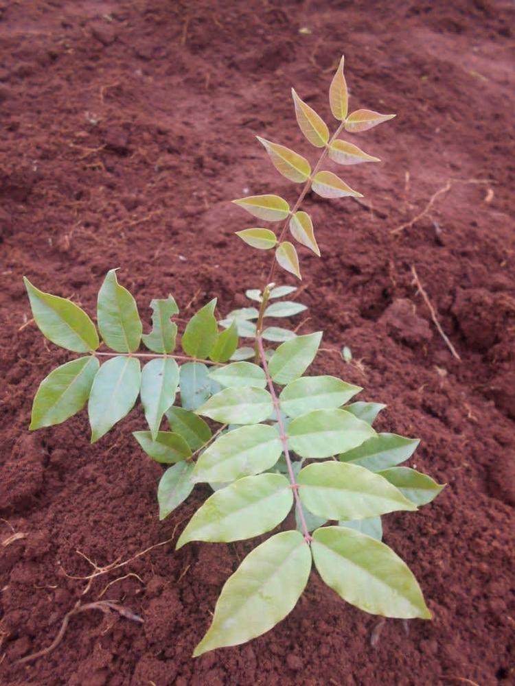 tree image