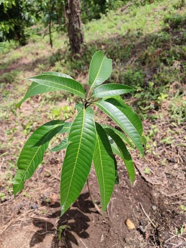tree image