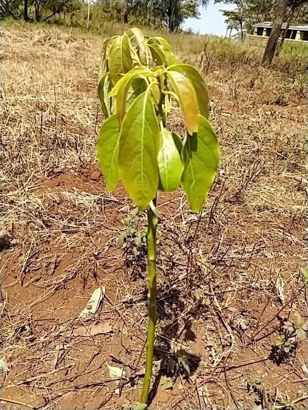 tree image