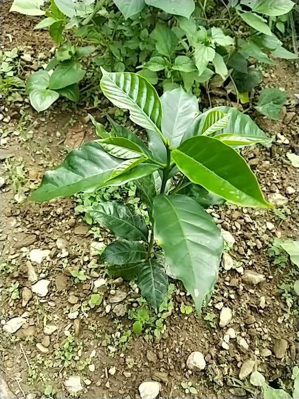 tree image
