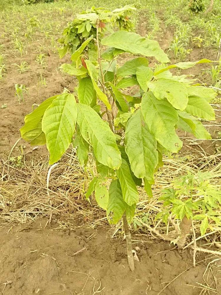tree image