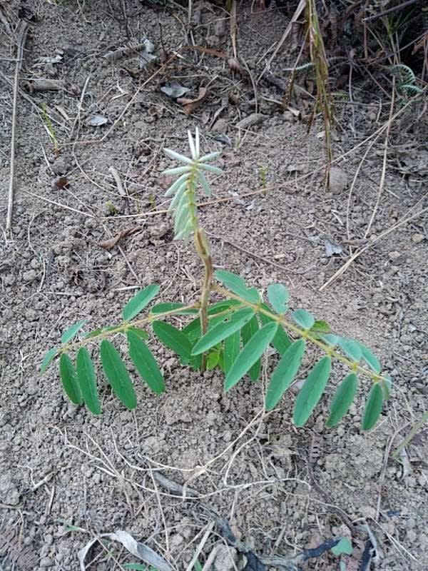 tree image