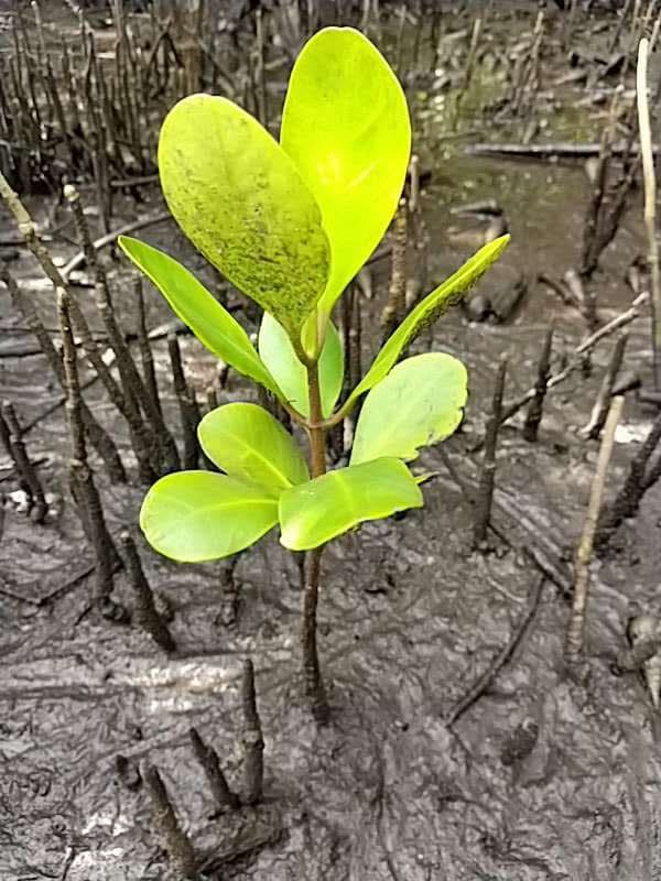 tree image