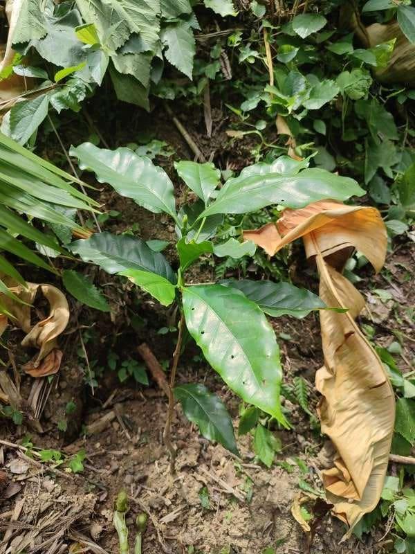 tree image