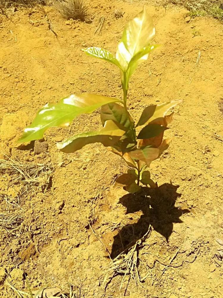 tree image