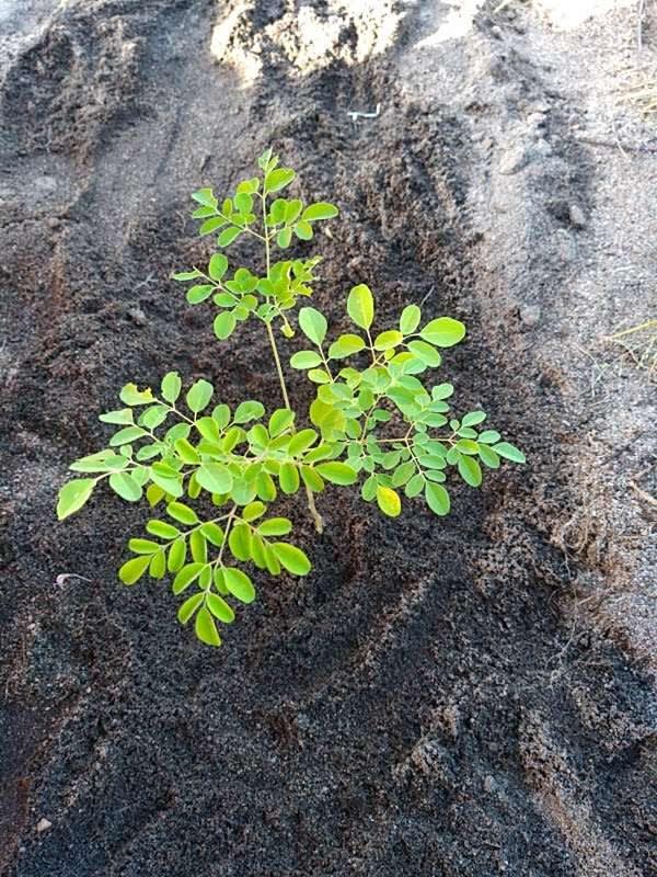 tree image