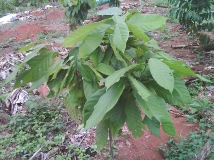 tree image