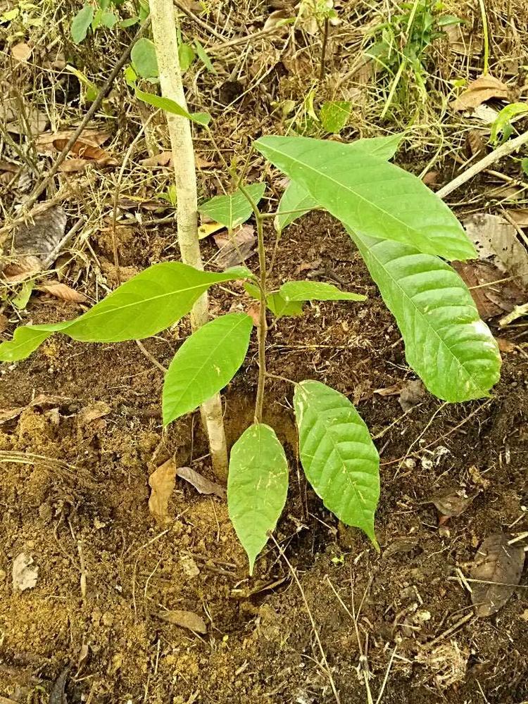 tree image