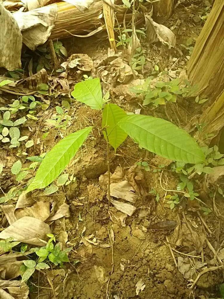 tree image