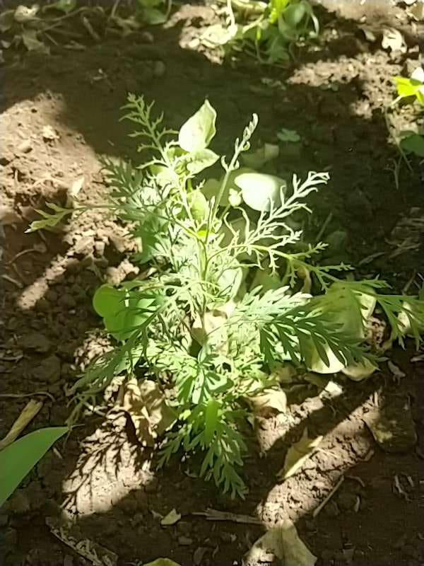 tree image