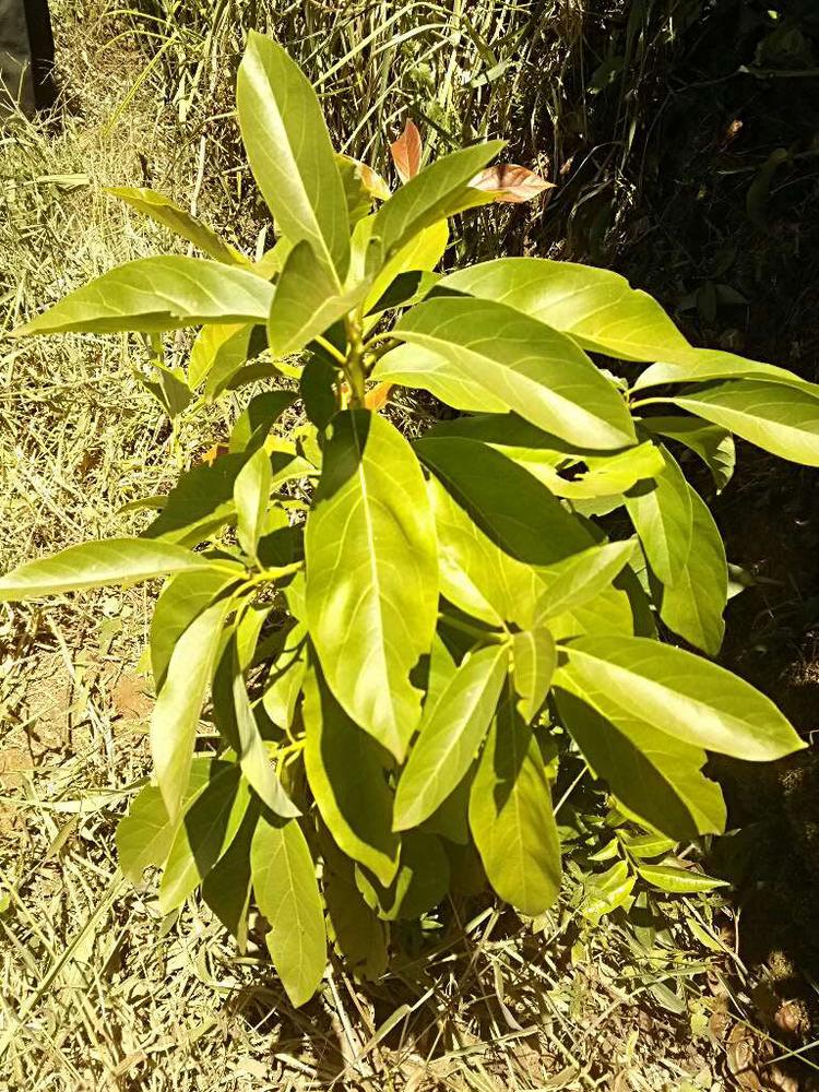 tree image