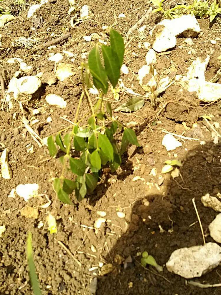 tree image