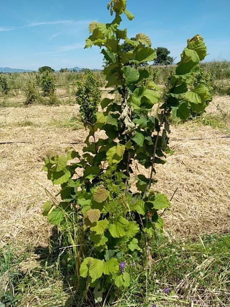 tree image