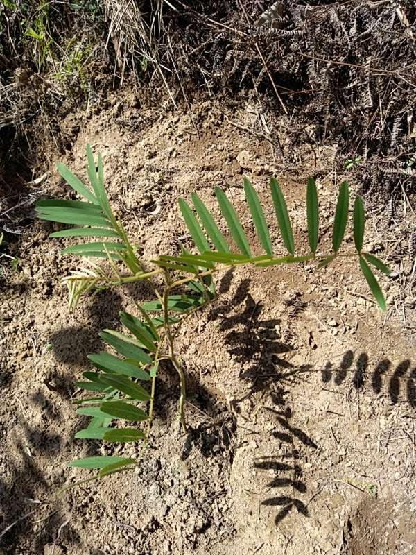 tree image