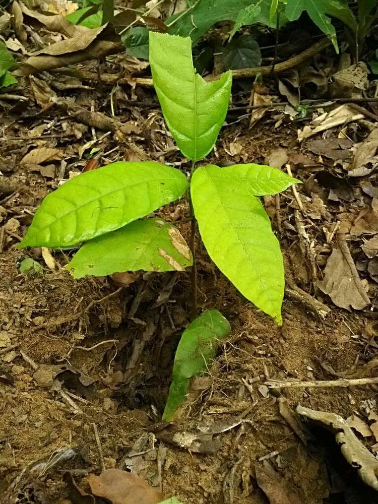 tree image