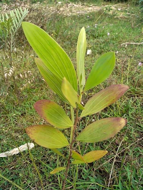 tree image