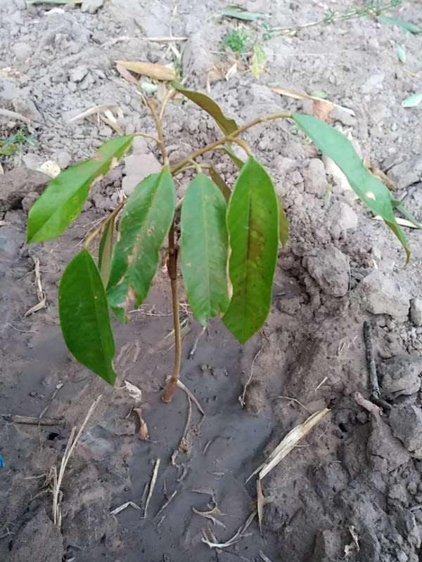 tree image