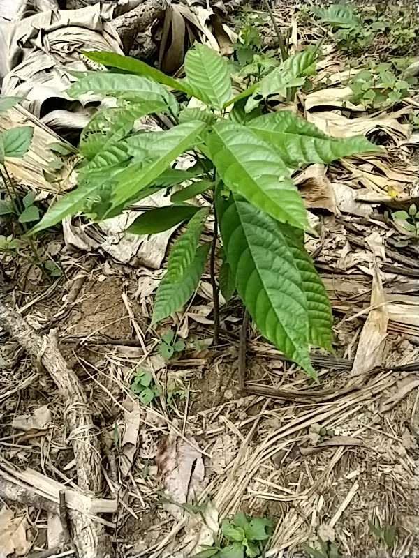 tree image
