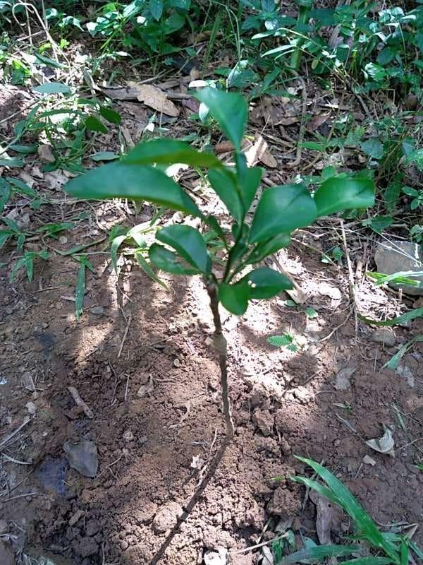 tree image