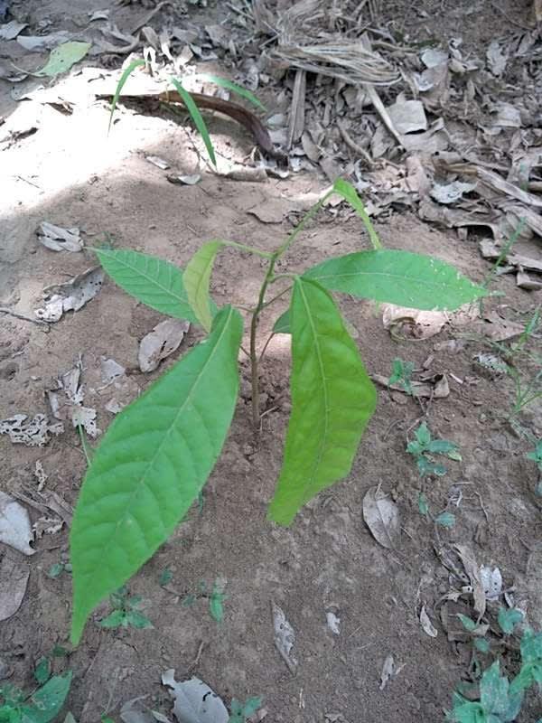 tree image