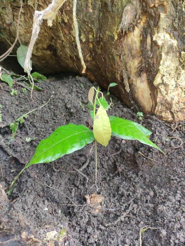 tree image