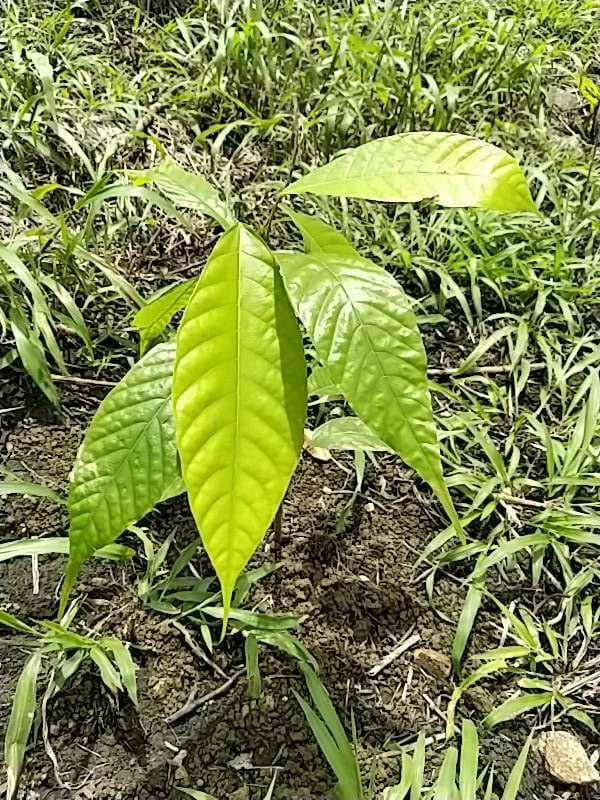 tree image