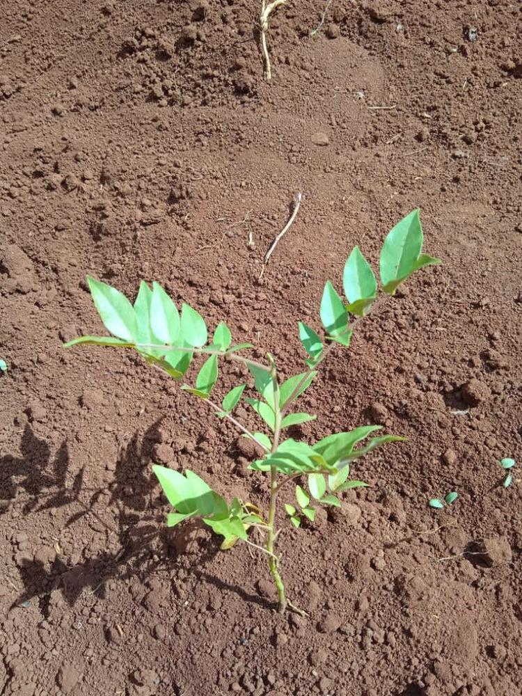 tree image
