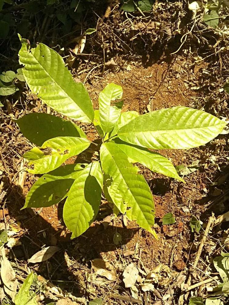 tree image