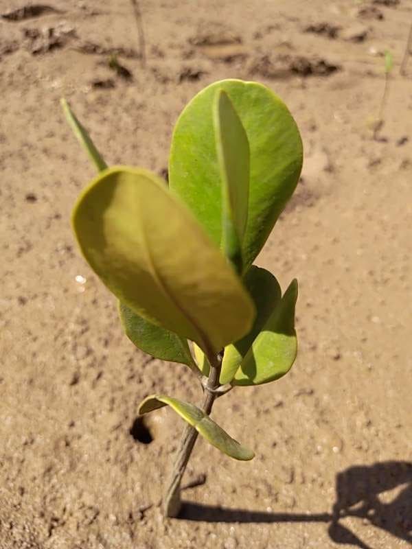 tree image