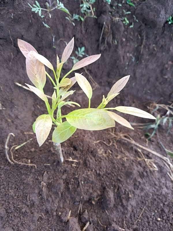 tree image