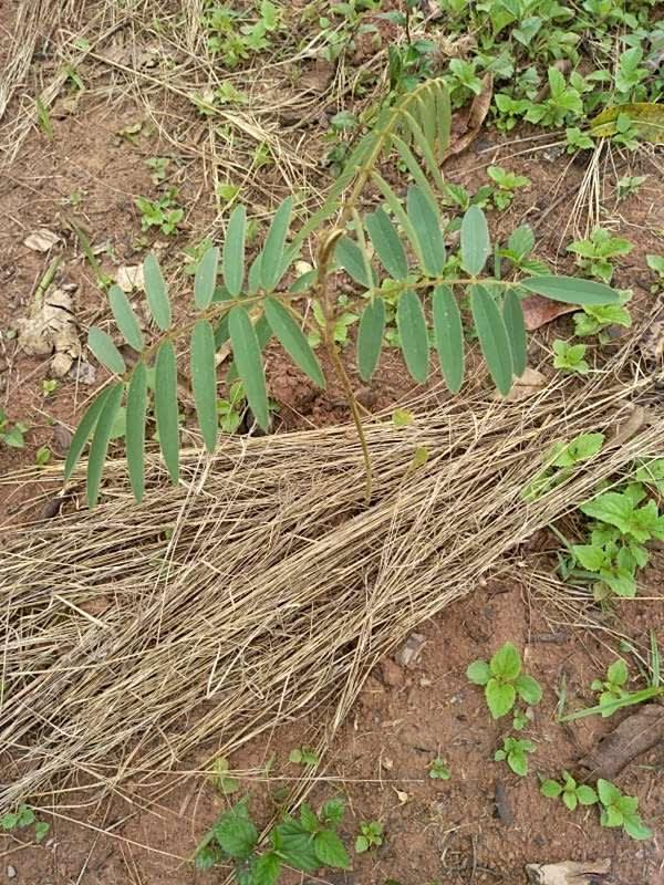 tree image