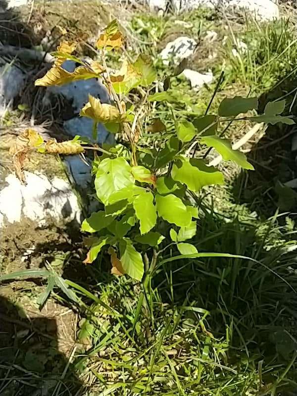 tree image