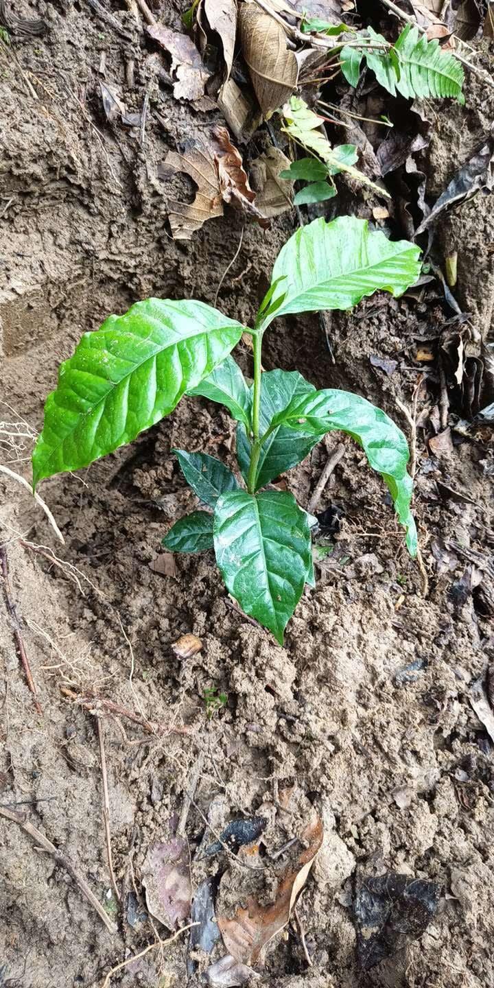 tree image