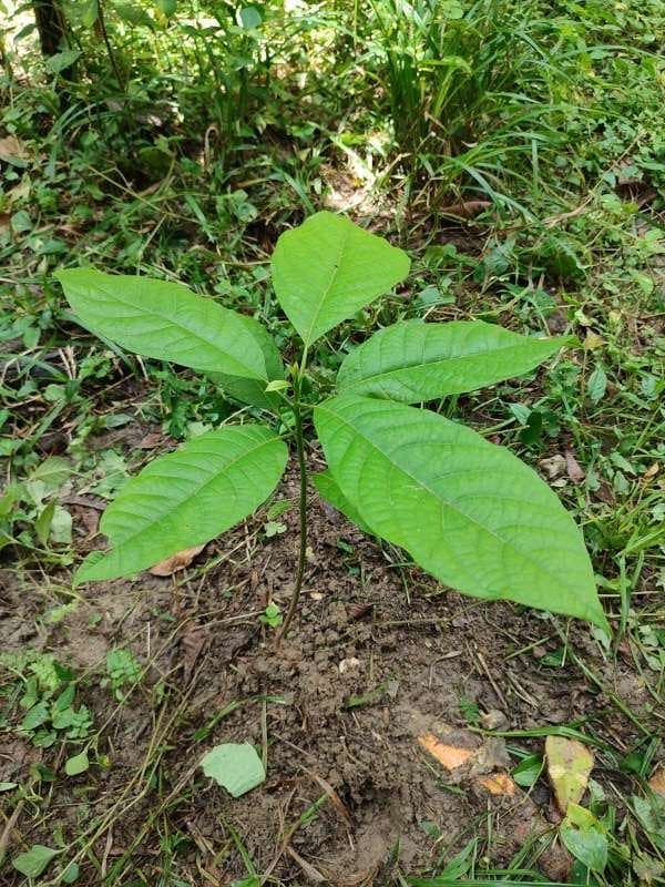 tree image
