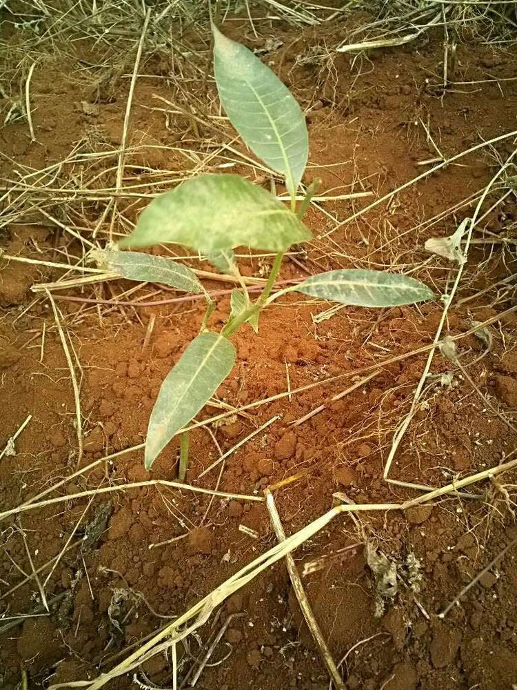 tree image